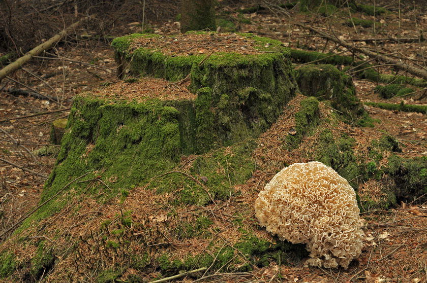 Sparassis lamelleux