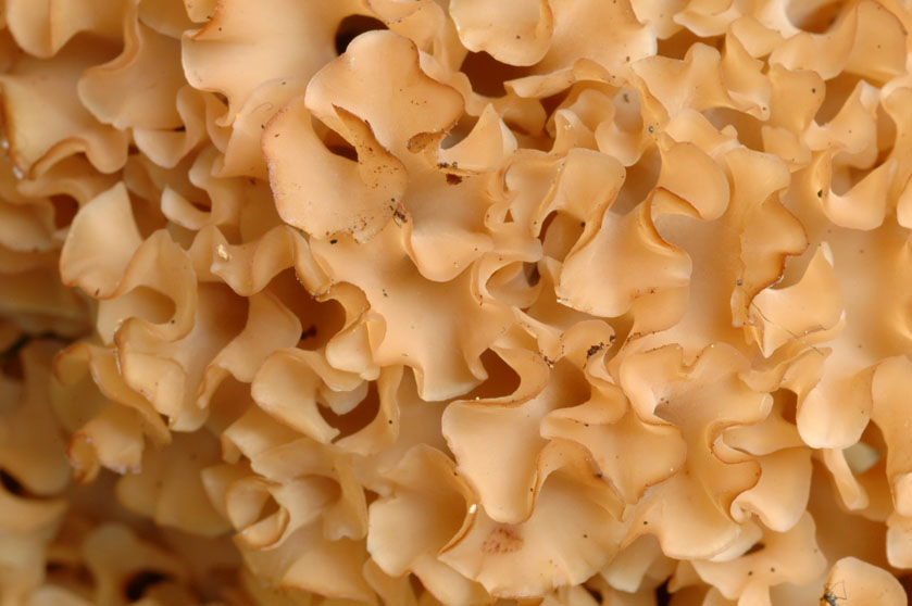 Sparassis crépu : extrémité des rameaux