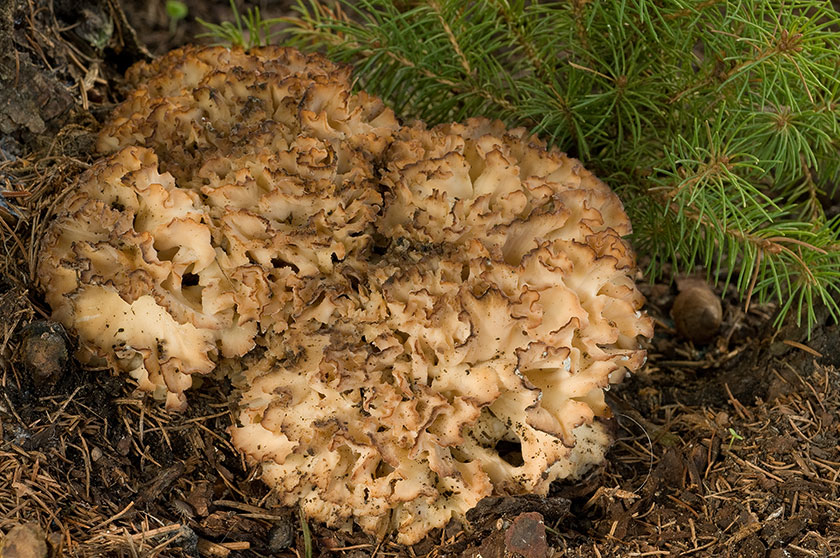 Sparassis crépu