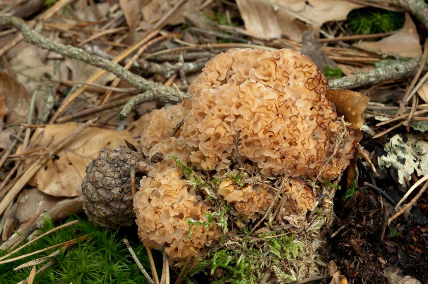 Sparassis crépu
