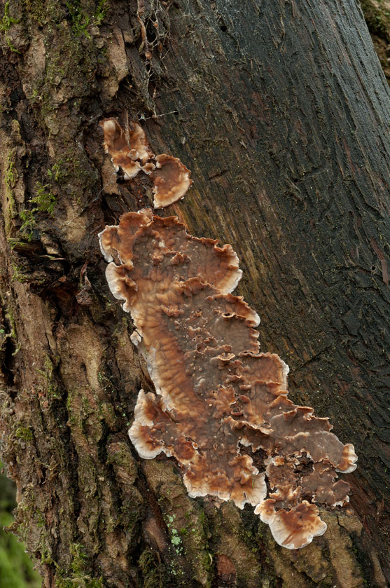 Stereum gausapatum