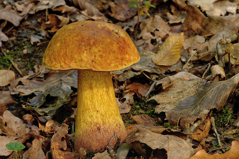 Bolet de Quélet