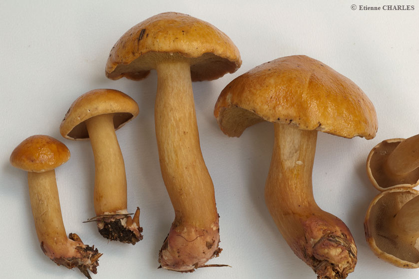 Bolet des bouviers