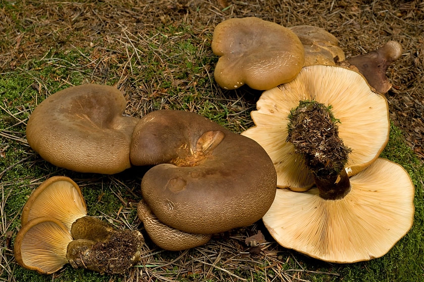Paxille à pied noir, Paxille à pied velouté