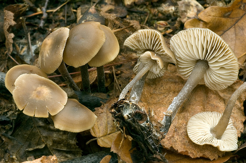 Tephrocybe de Boudier