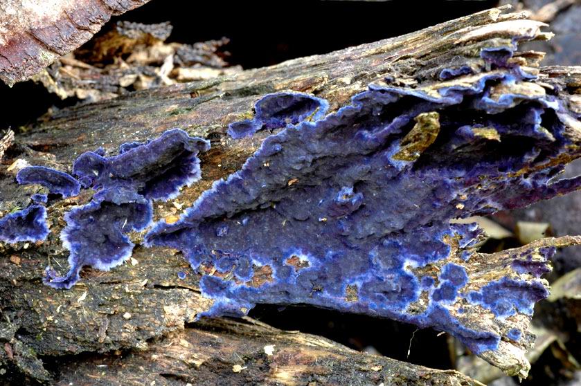 Croûte bleue