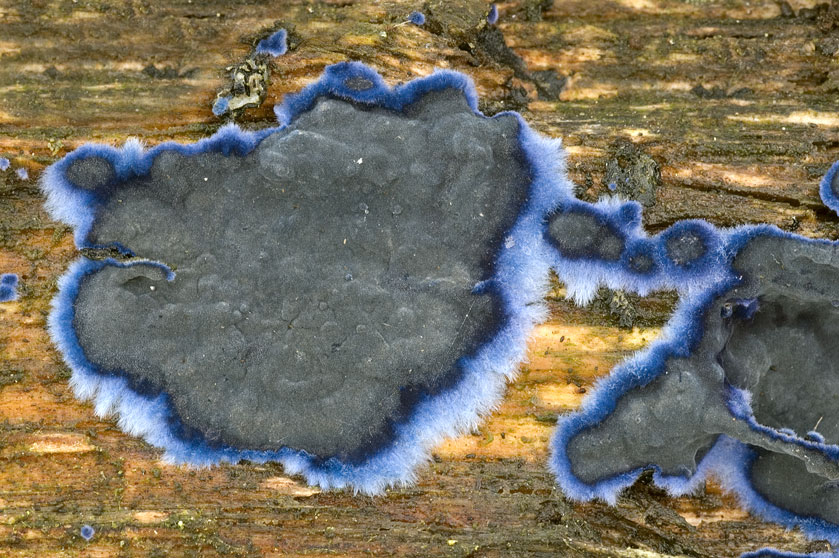 Croûte bleue