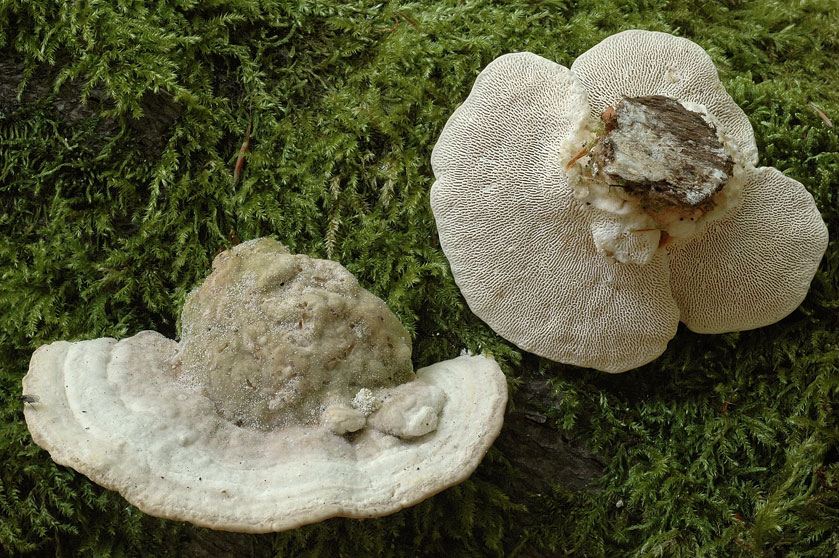 Tramète bossue