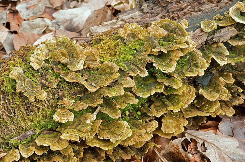 Coriole versicolore, Tramète versicolore