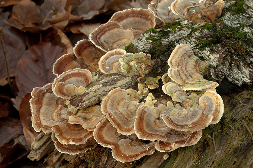 Coriole versicolore, Tramète versicolore