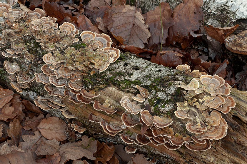 Coriole versicolore, Tramète versicolore