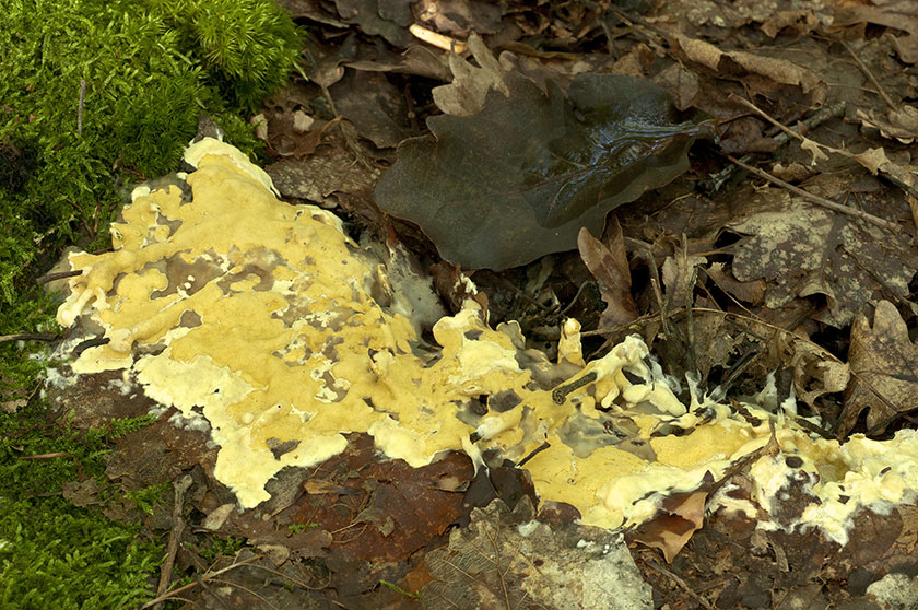 Trichoderma citrinum