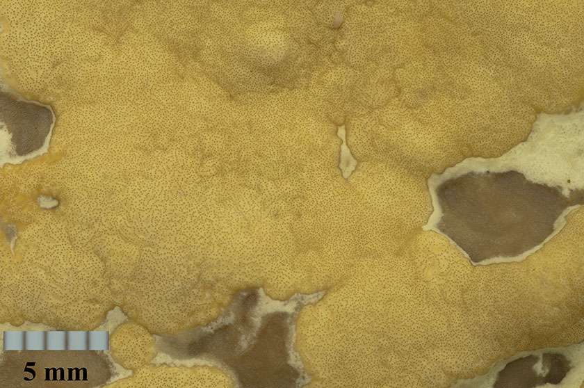 Trichoderma citrinum