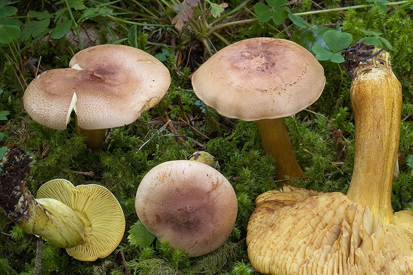 Tricholome pourpré, Tricholome crapaud