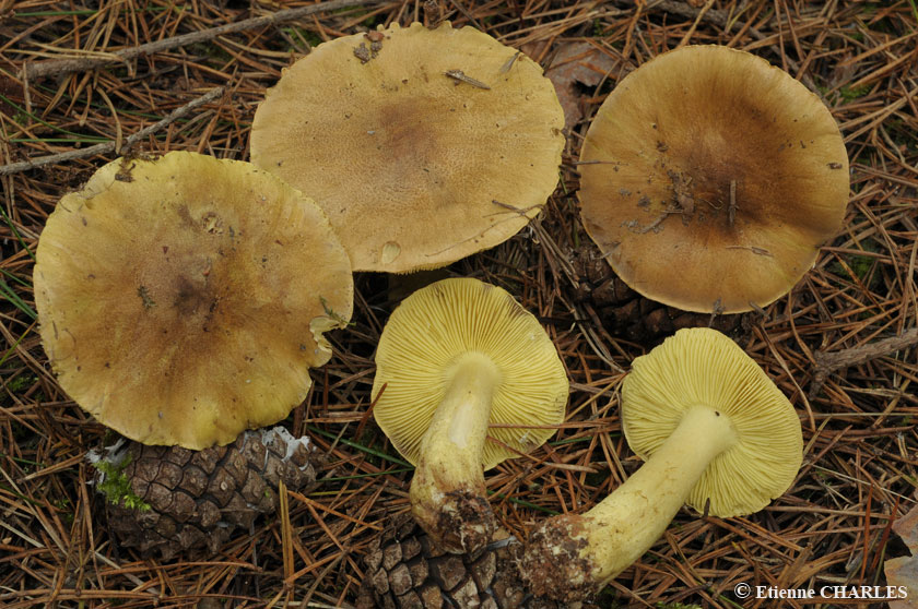 Tricholome équestre