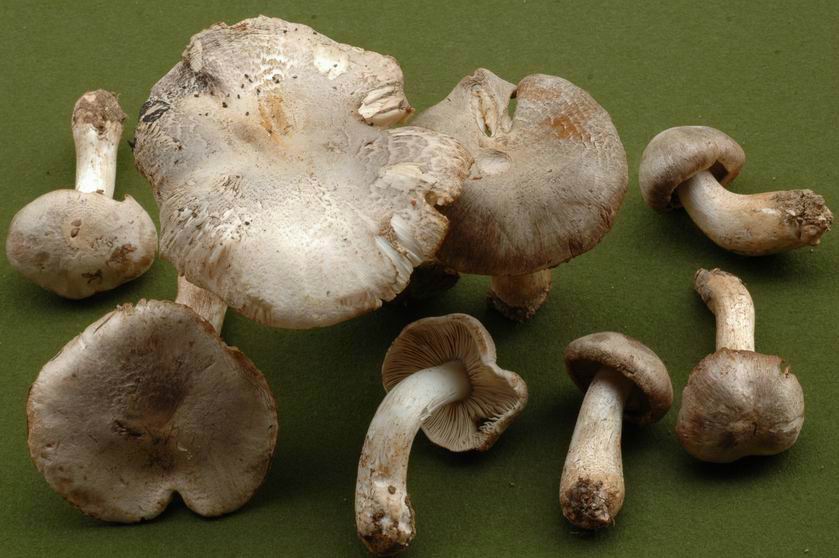 Tricholome tigré pâle