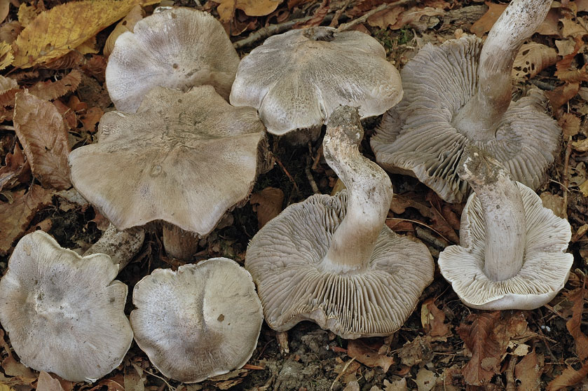 Tricholome gris perfide
