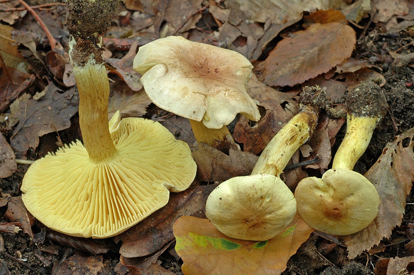 Tricholome soufré variété coronarium