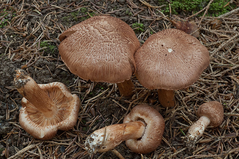 Tricholome couleur de vache