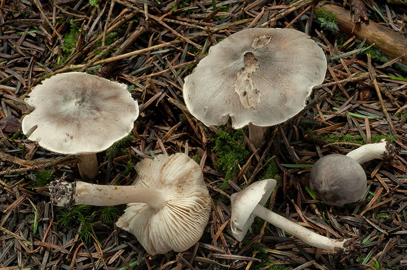 Tricholome vergeté