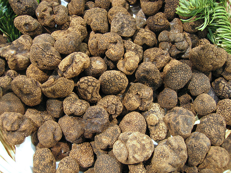Truffe de Chine