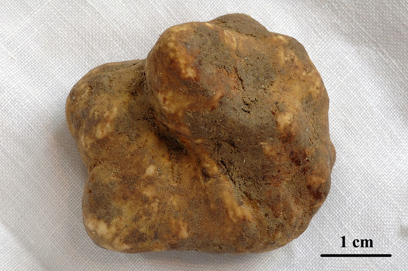 Truffe blanche du Piémont