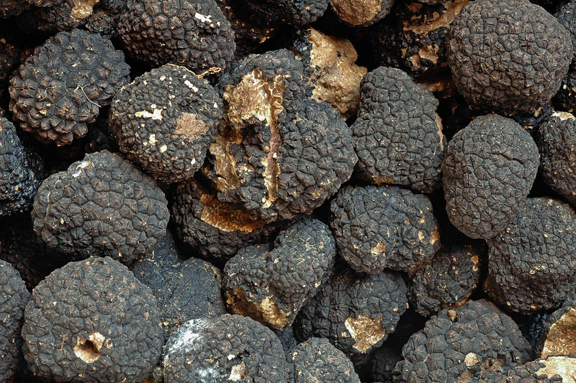 Truffe de Bourgogne