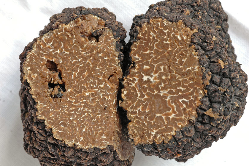 Truffe de Bourgogne