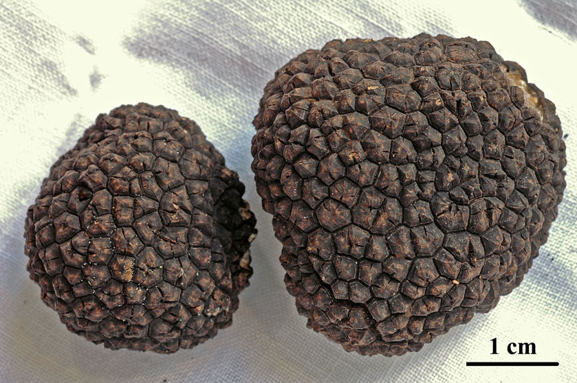 Truffe de Bourgogne