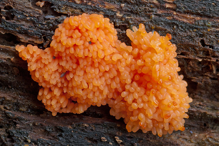Tubulifera arachnoidea
