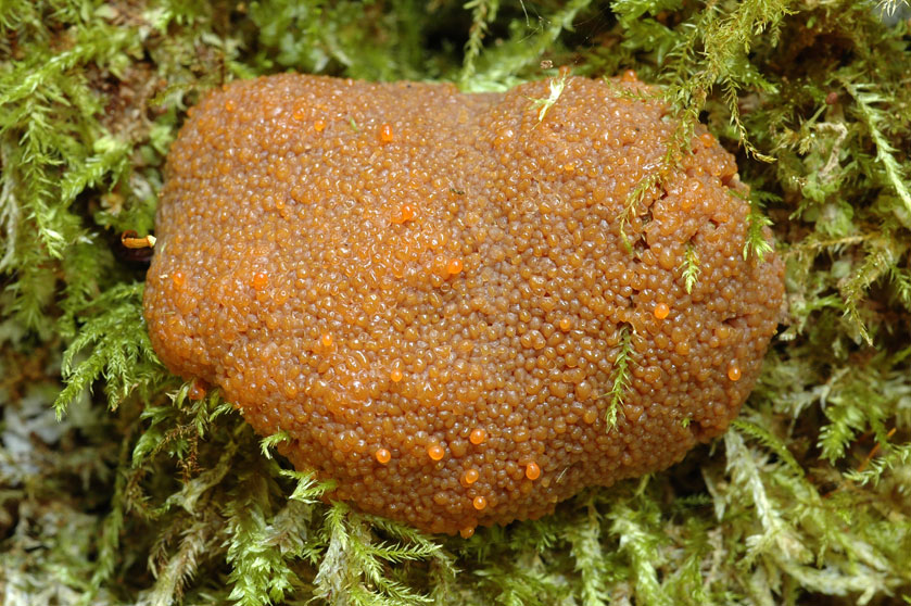 Tubulifera arachnoidea