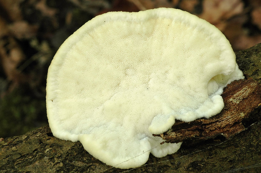 Tyromyces de Kmet