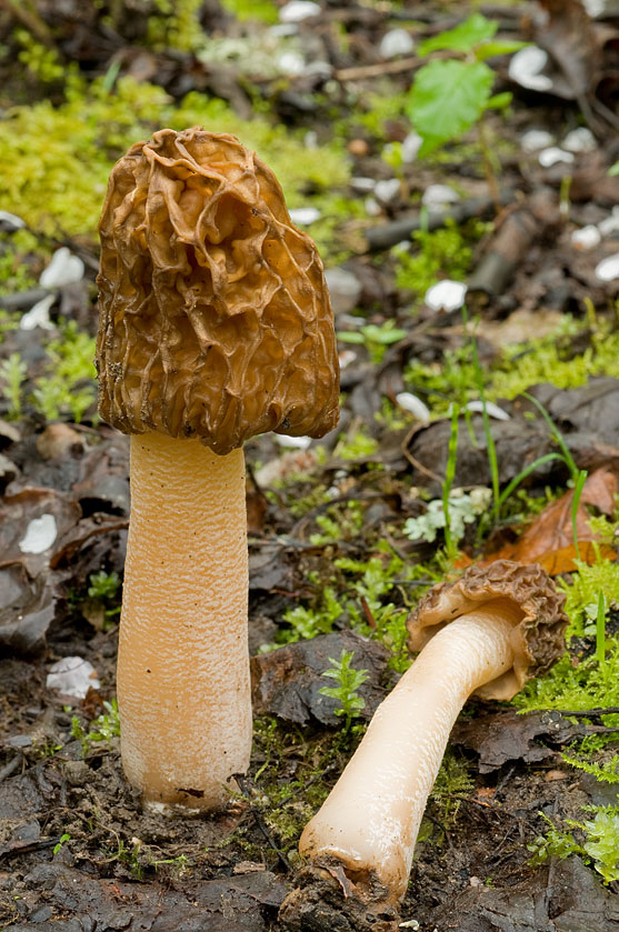 Verpe de Bohême