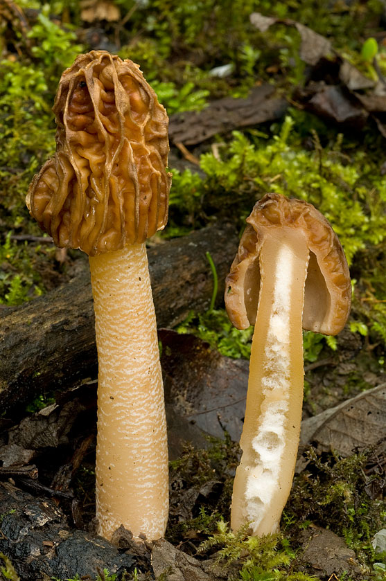 Verpe de Bohême