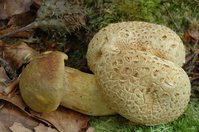 Bolet parasite