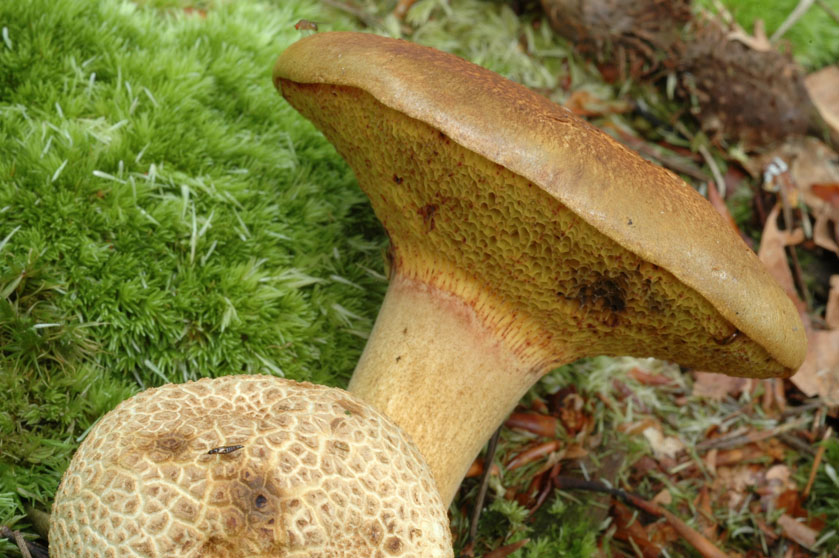 Bolet parasite