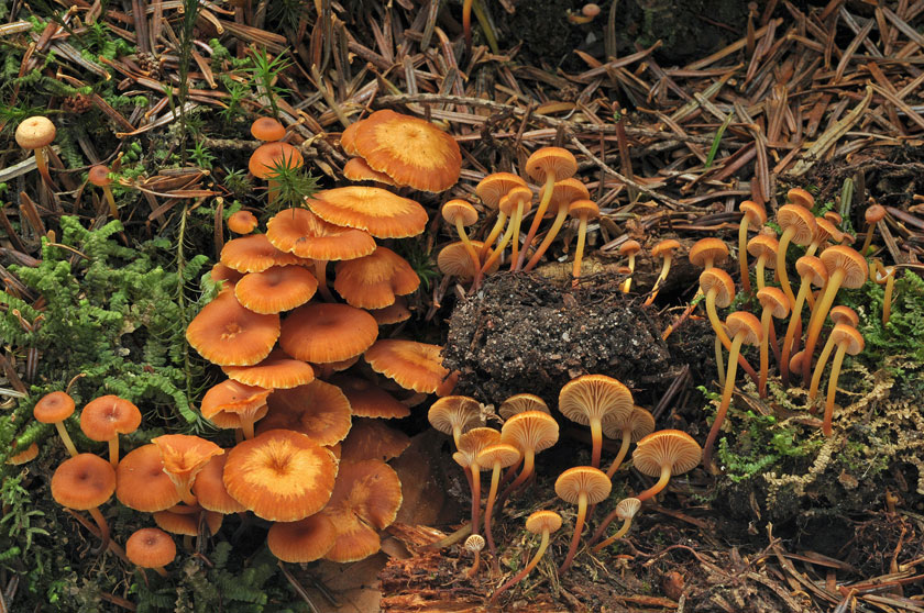 Omphale clochette