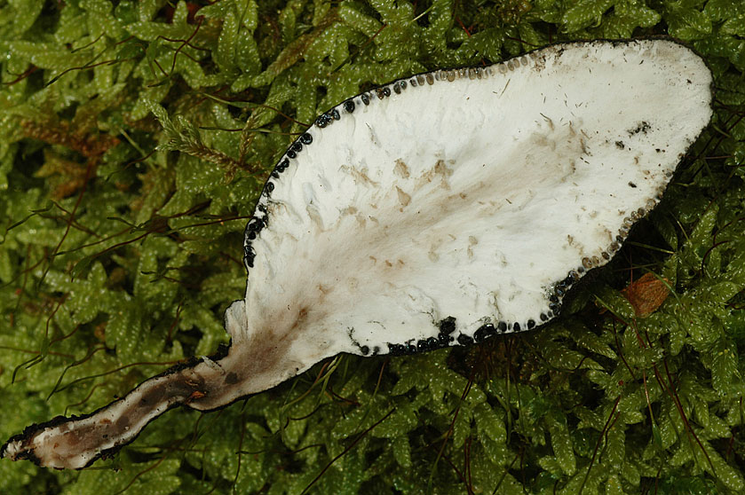 Xylaire polymorphe