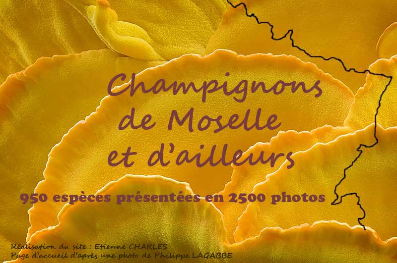 Bienvenue sur "Champignons de Moselle et d'ailleurs" !