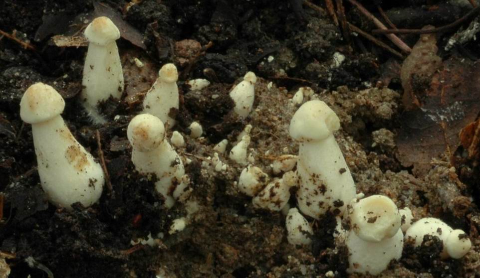 Mousserons de la Saint-Georges sortant de terre...Dans une ancienne cit de baraquements de mineurs abandonne il y a quarante ans (années soixante) et reconquise par la nature, près de FORBACH. Fragment de rond de jeunes tricholomes de la Saint-Georges