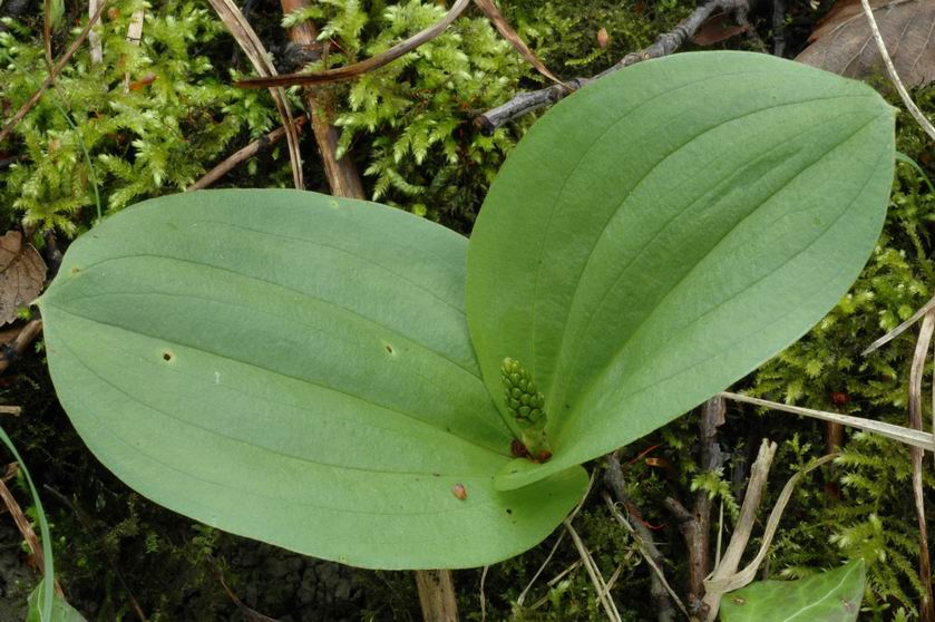 Listère à feuilles ovales, bien fréquente au printemps sur les coteaux calcaires