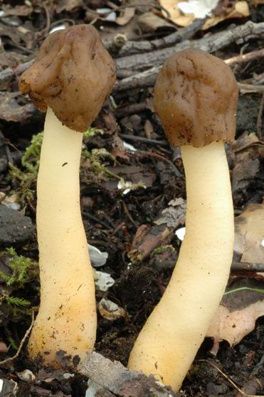Verpe en forme de doigt. Des grains de sable restent ici collés au chapeau du champignon