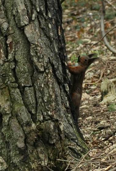 Ecureuil sur un tronc de pin sylvestre