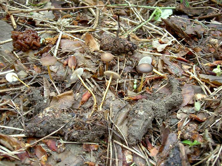 Collybie des cônes de pins à pied tenace. Ce champignon se nourrit de la substance des cônes de pins tombés au sol