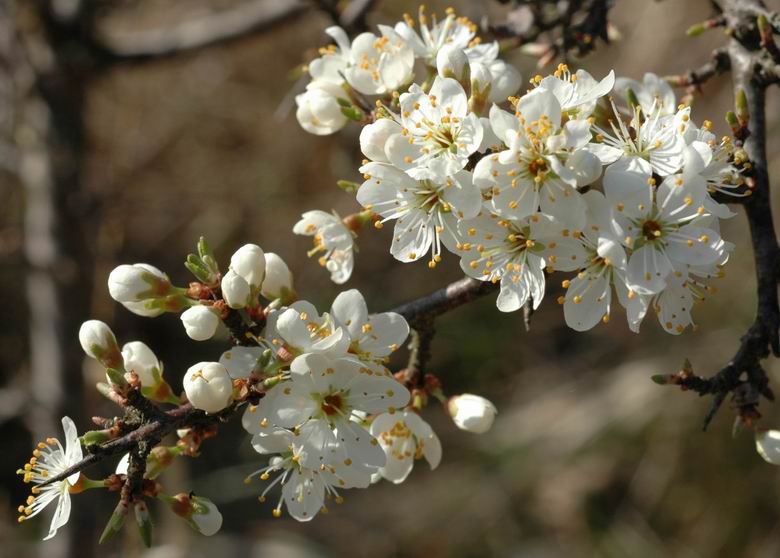 Prunellier en fleurs