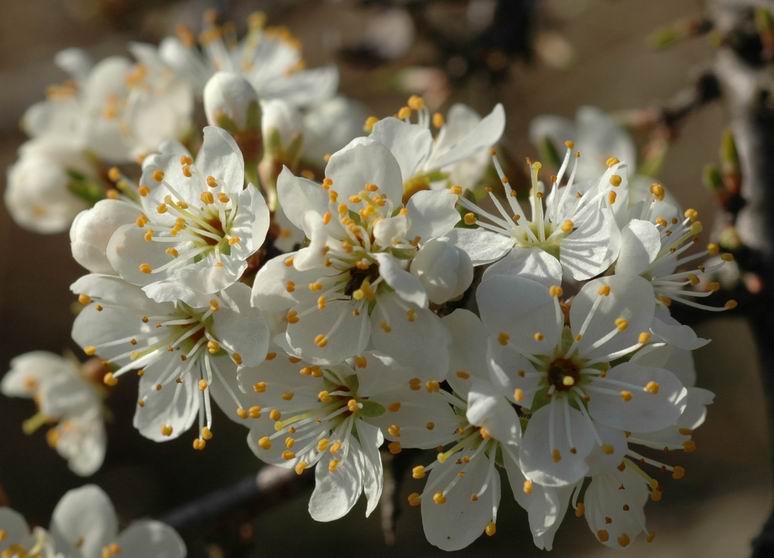 Fleurs de prunellier. Notez les pétales bien séparés qui caractérisent cette rosacée arbustive
