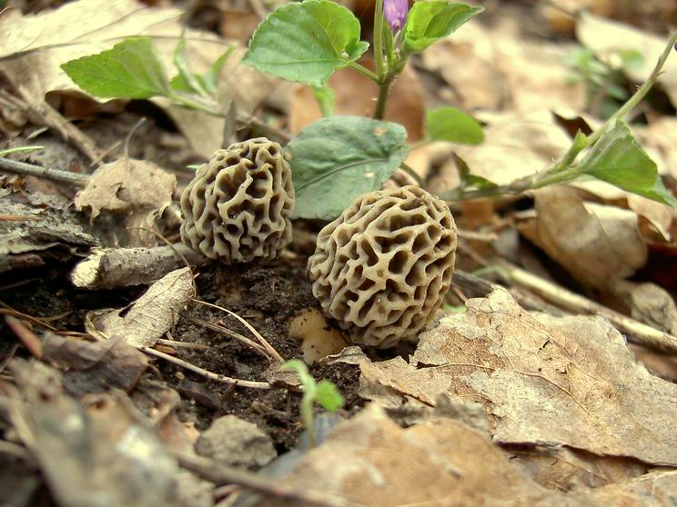 Jeunes morilles communes