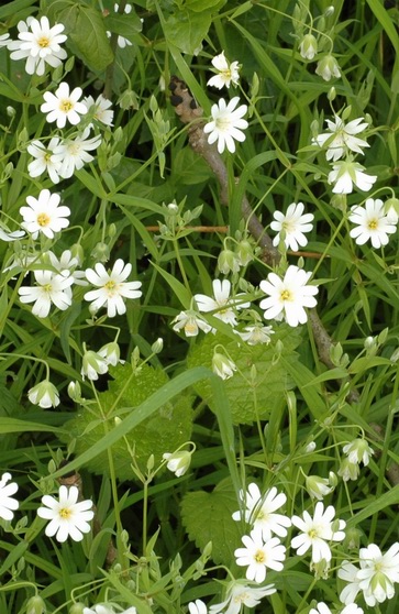 Stellaire holostée, Langue d'oiseau, Herbe à la Sainte-Vierge, Holostée
