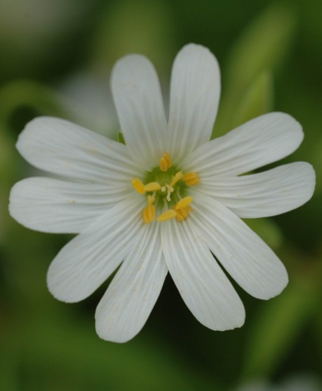 Détail de la fleur
