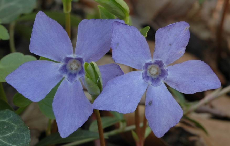 Petite pervenche. Gros plan sur la fleur